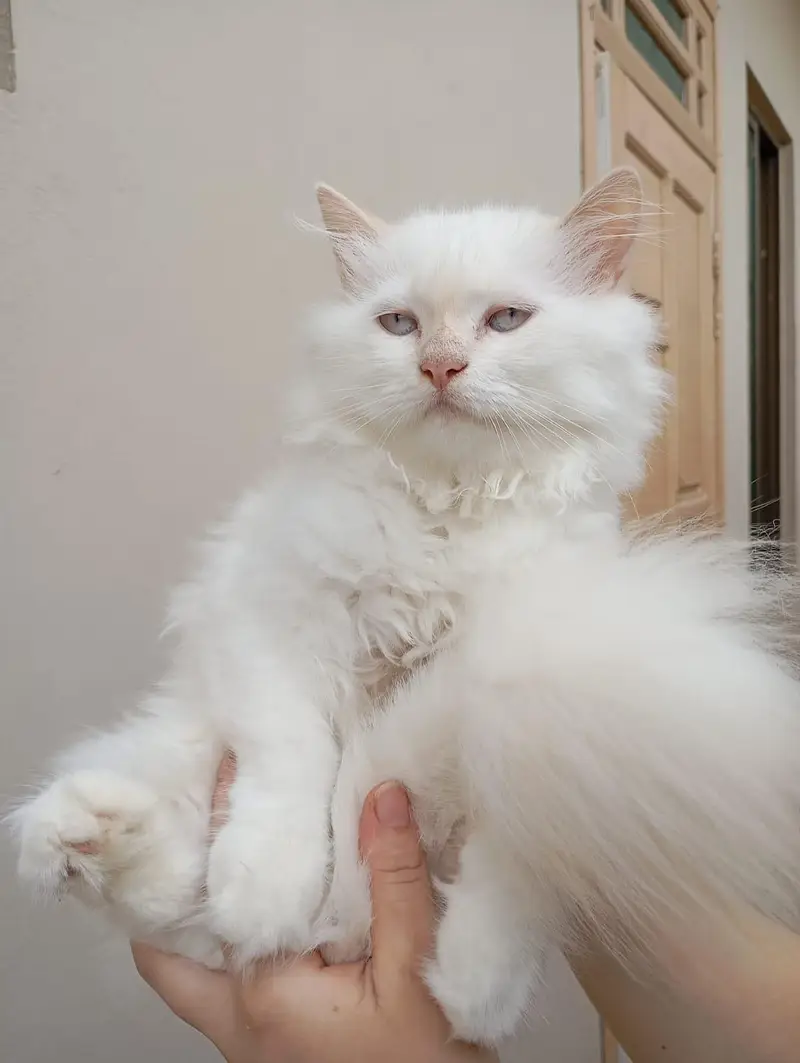 Persian kittens — photo 4