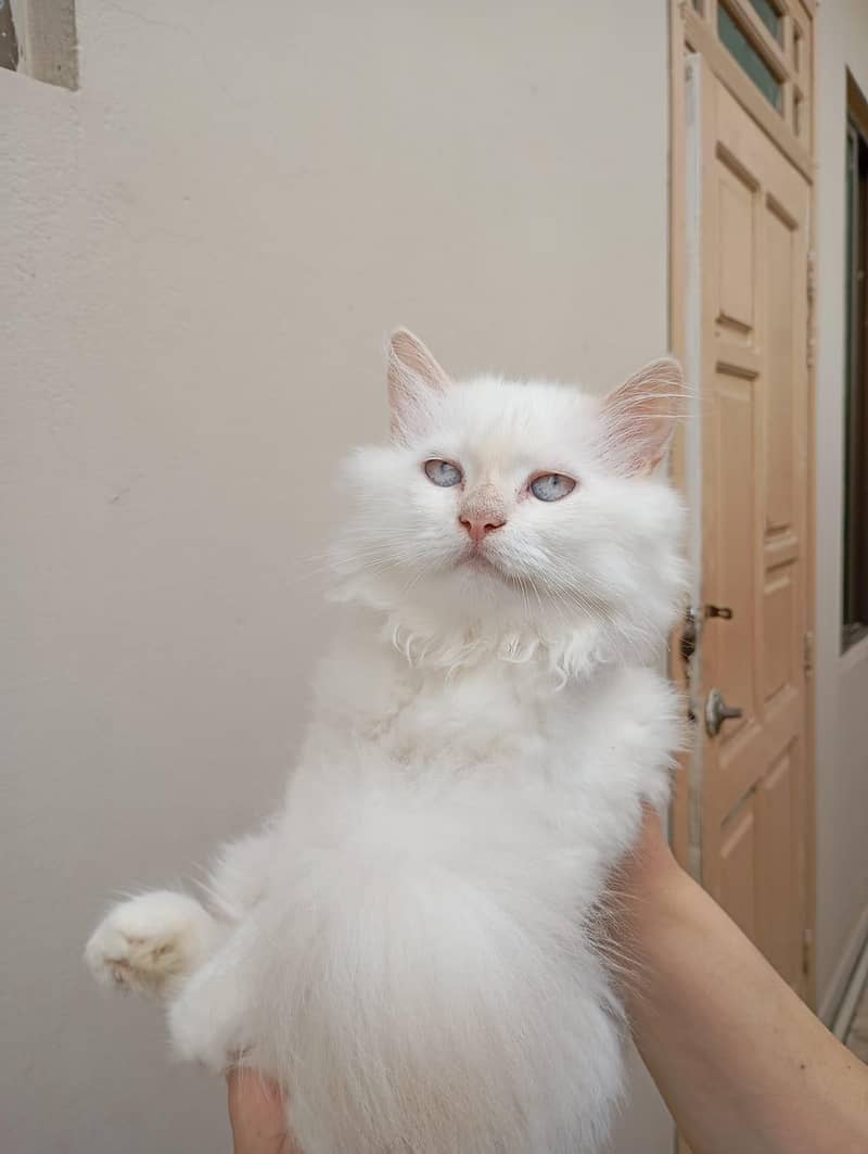 Persian kittens 4