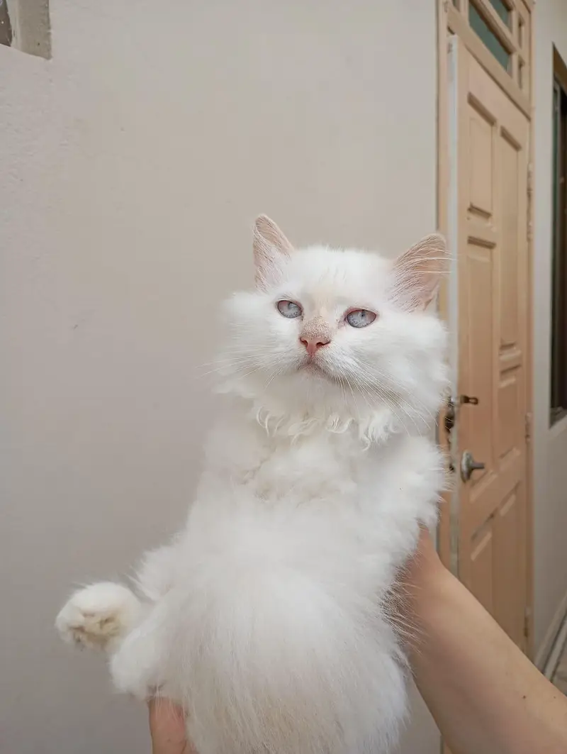 Persian kittens — photo 5