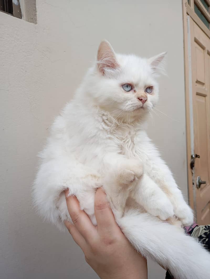Persian kittens 5