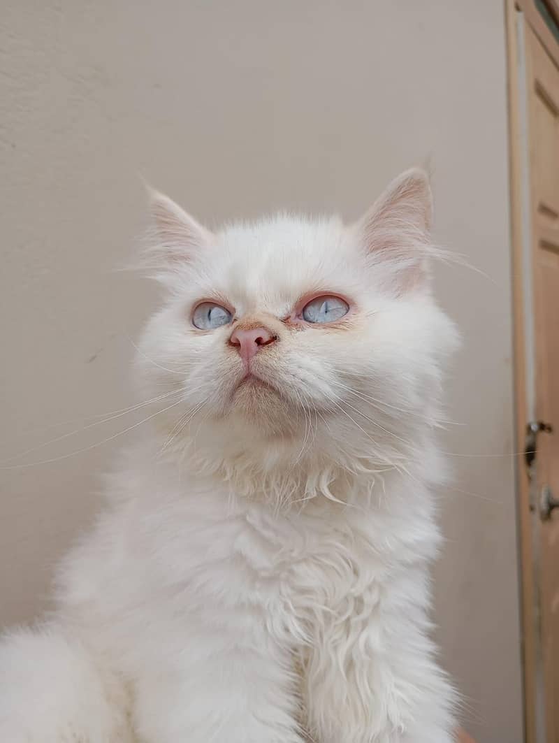 Persian kittens 6