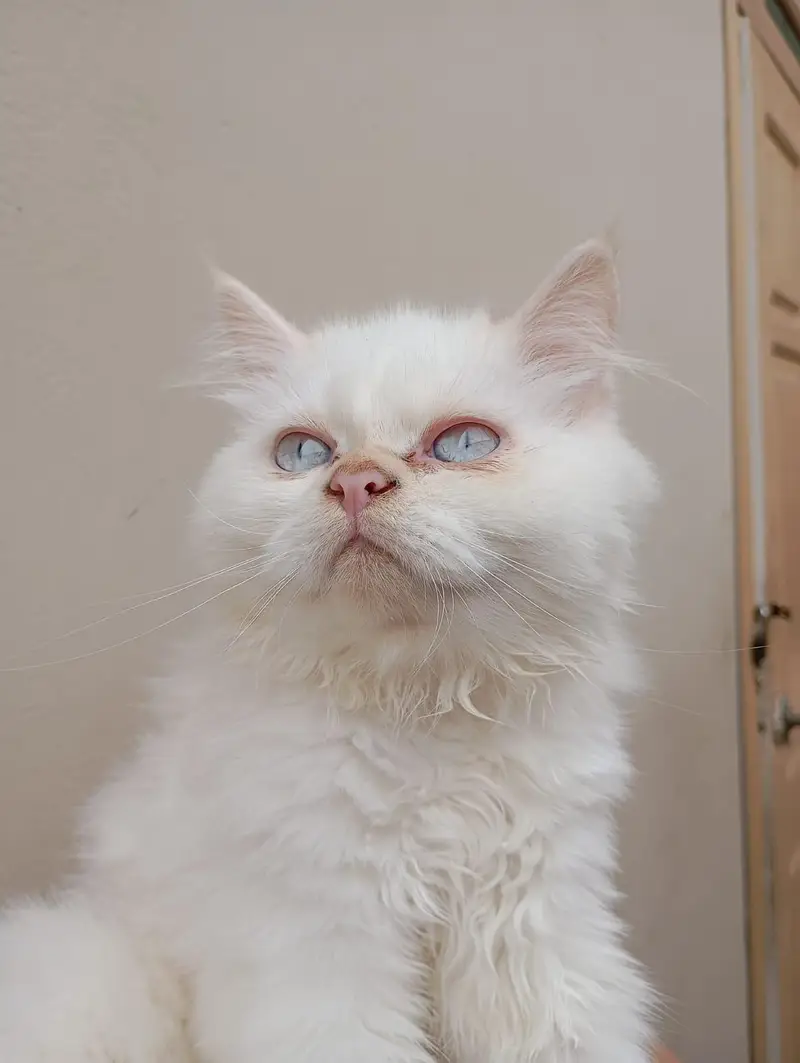 Persian kittens — photo 7