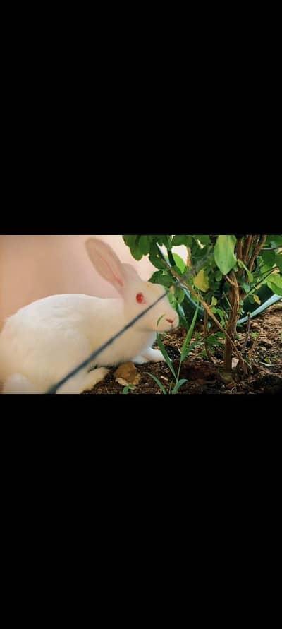 pure new Zealand white rabbits male 7 month
