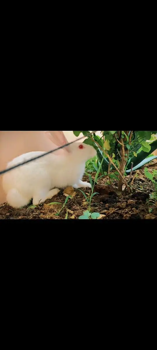 pure new Zealand white rabbits male 7 month — photo 2