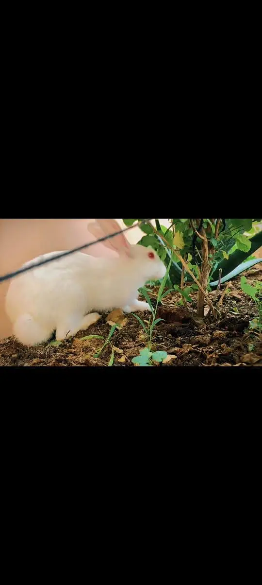 pure new Zealand white rabbits male 7 month — photo 3