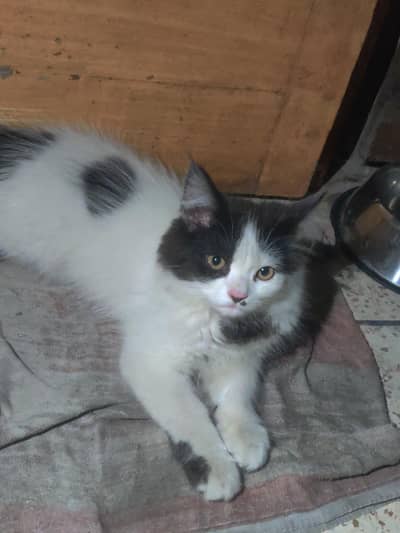Persian Cat for sell double coat breed