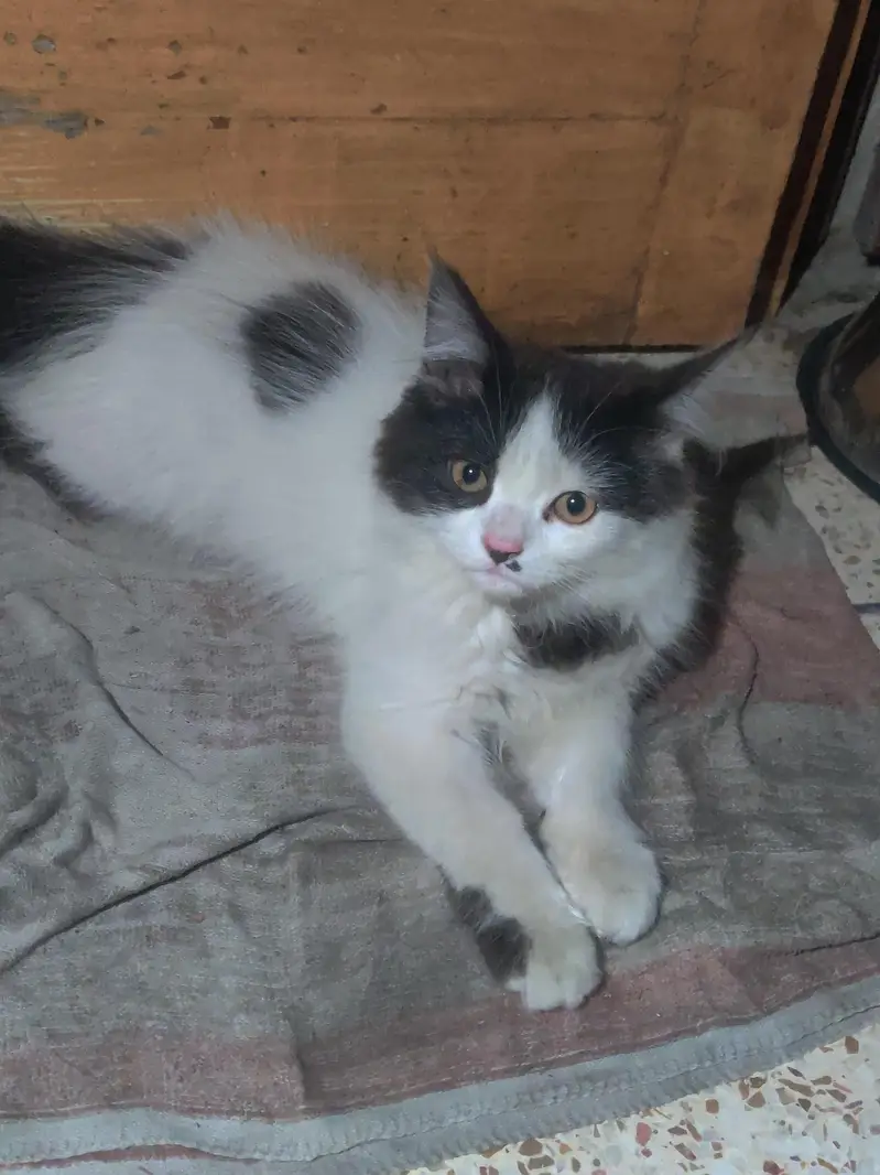 Persian Cat for sell double coat breed — photo 2