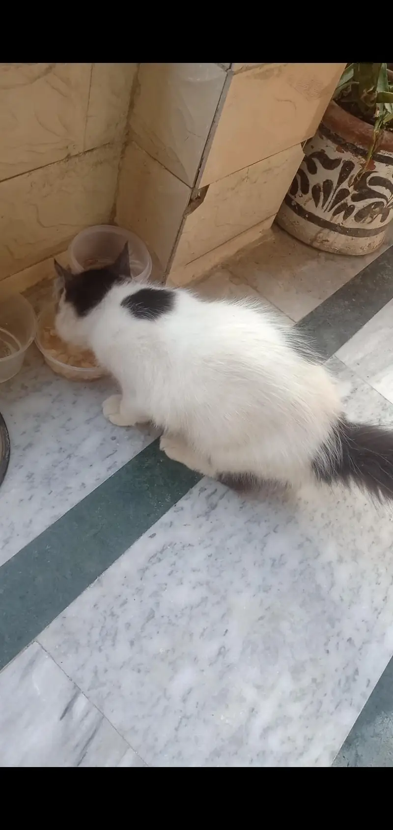 Persian Cat for sell double coat breed — photo 3
