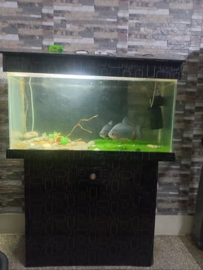 aqurium with accecories