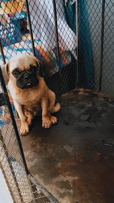 male pug puppy for sale