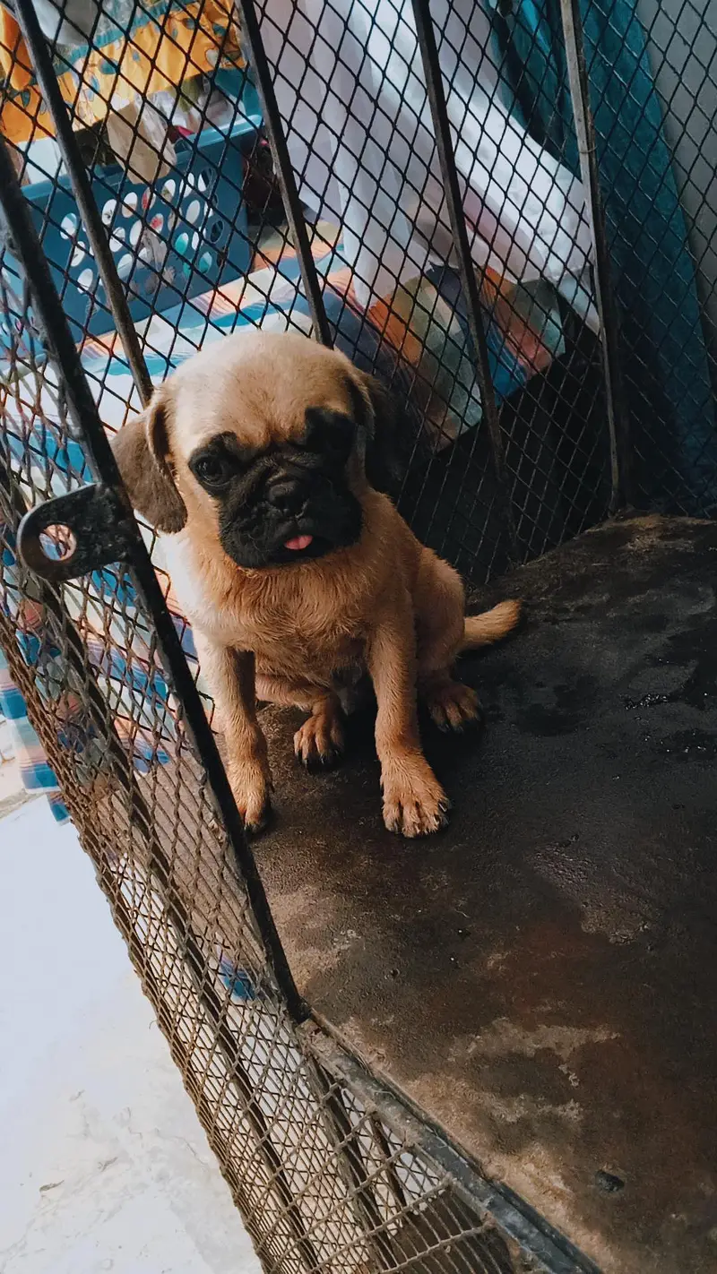 male pug puppy for sale — photo 2