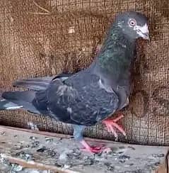 Pigeon Zaak nr for sale plz. contact me only on this no. 0308-5000940
