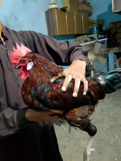 Desi Murgah