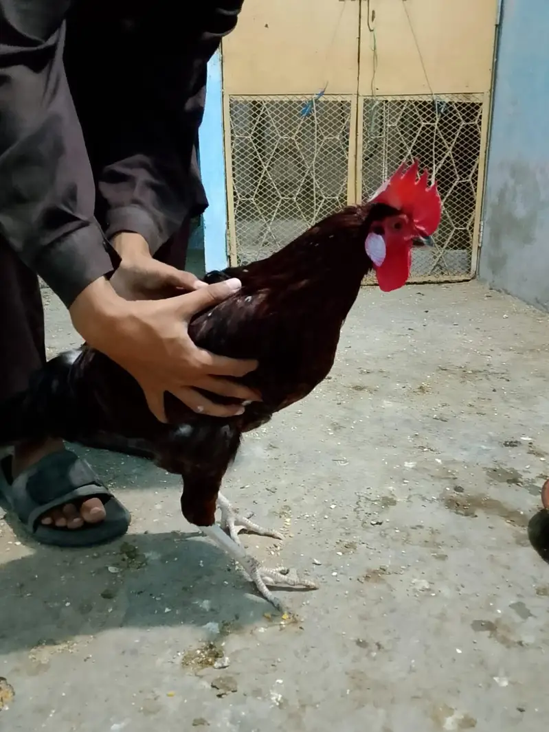Desi Murgah — photo 2