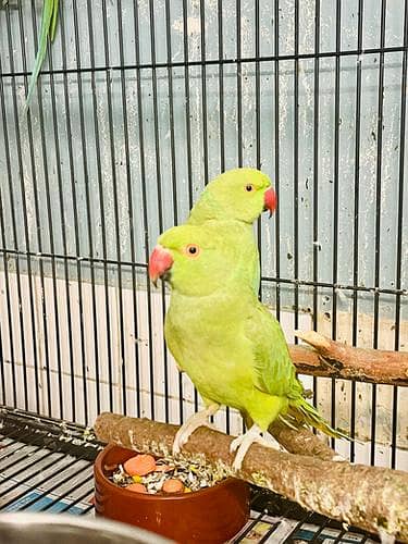 GREEN RINGNECK PATHY 0