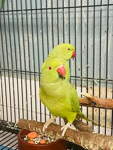 GREEN RINGNECK PATHY — photo 2