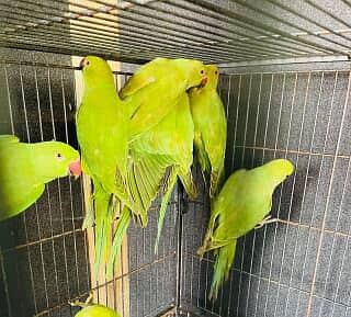 GREEN RINGNECK PATHY 2