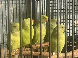 GREEN RINGNECK PATHY — photo 4