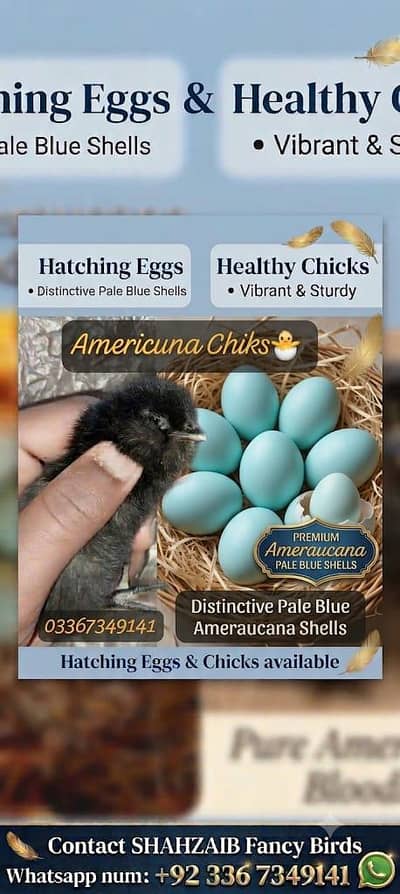 Fancy Chickens - Ameraucana Blue & Green Eggs 03367349141