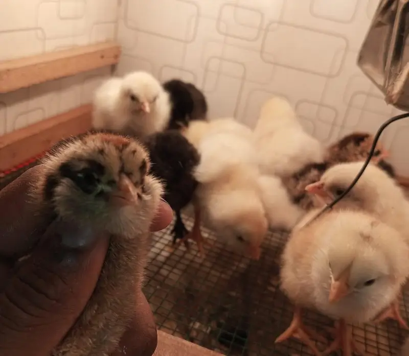 Fancy Chickens - Ameraucana Blue & Green Eggs 03367349141 — photo 3