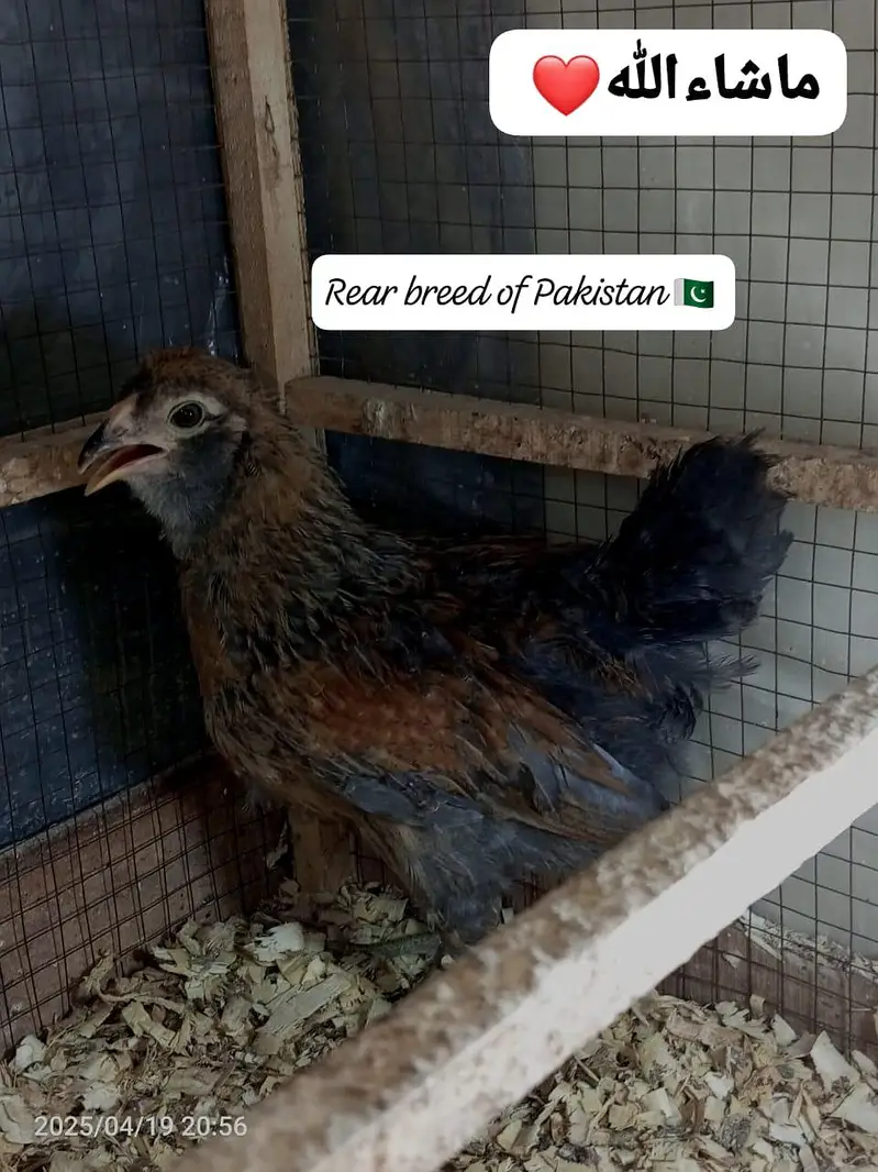 Fancy Chickens - Ameraucana Blue & Green Eggs 03367349141 — photo 5