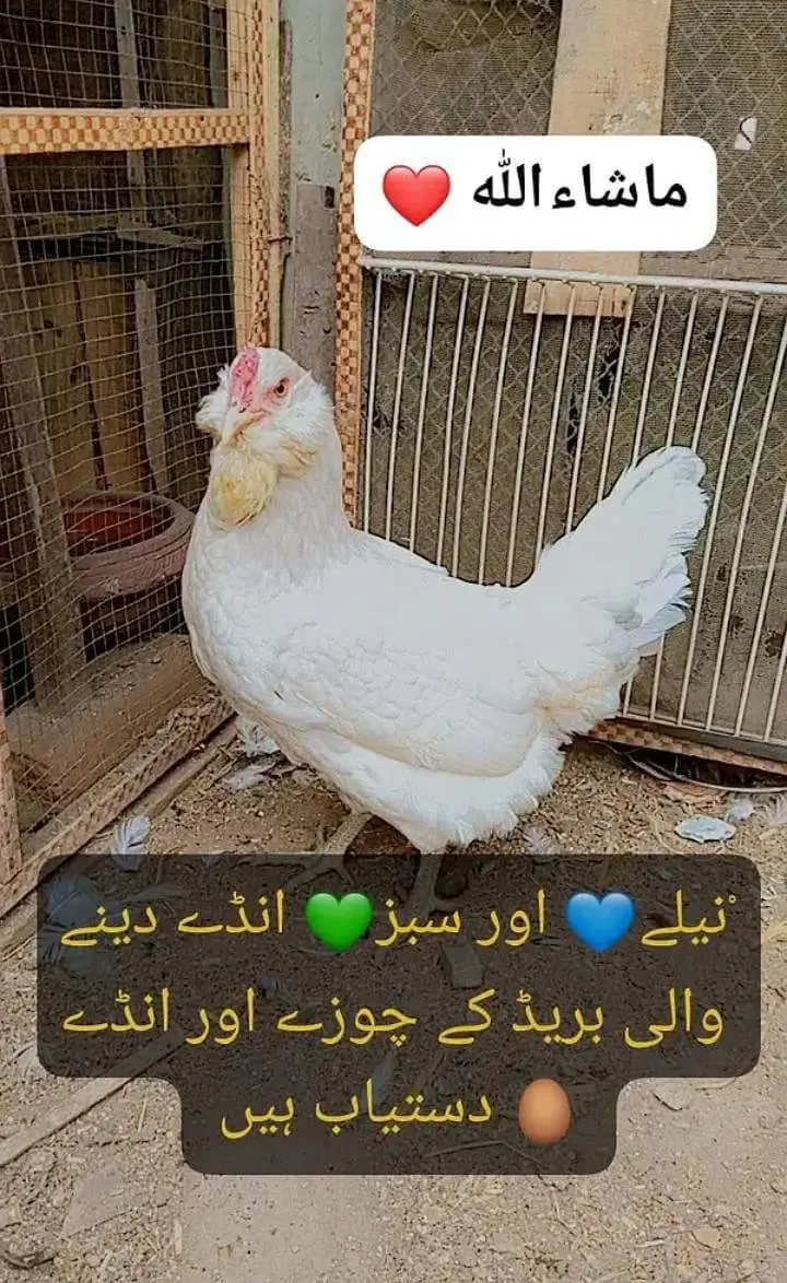 Fancy Chickens - Ameraucana Blue & Green Eggs 03367349141 — photo 6