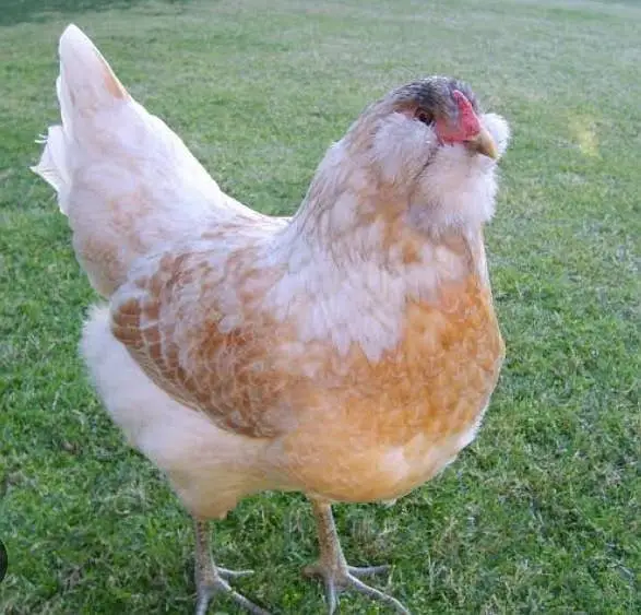 Fancy Chickens - Ameraucana Blue & Green Eggs 03367349141 — photo 7
