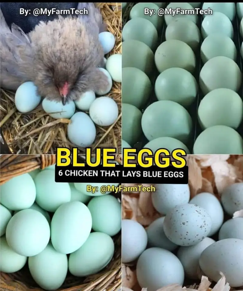 Fancy Chickens - Ameraucana Blue & Green Eggs 03367349141 — photo 8