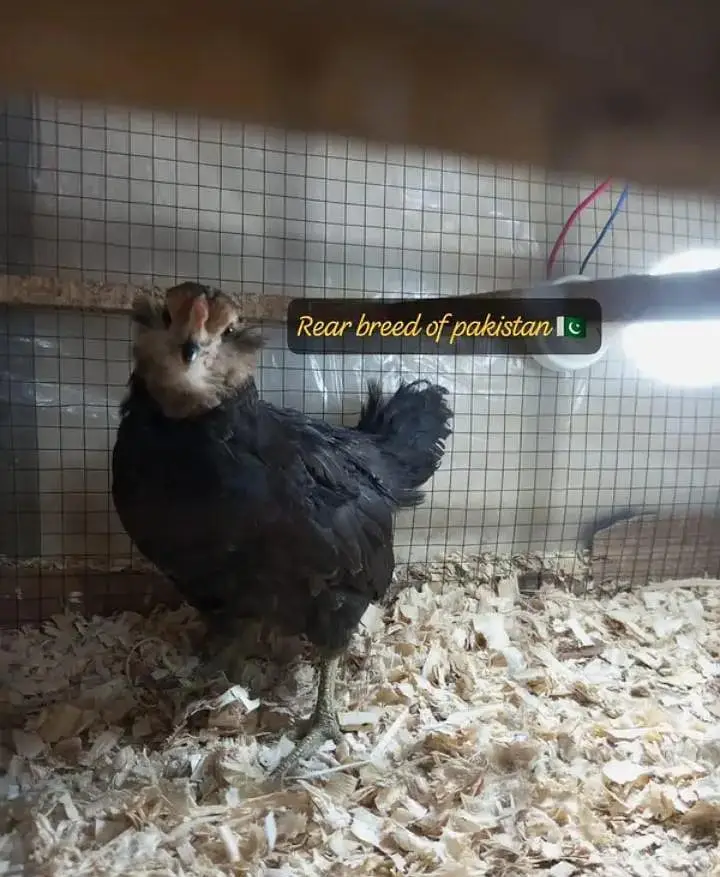 Fancy Chickens - Ameraucana Blue & Green Eggs 03367349141 — photo 10