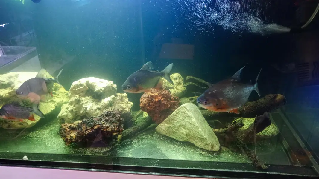 molly, guppy,Betts,shark,phirana