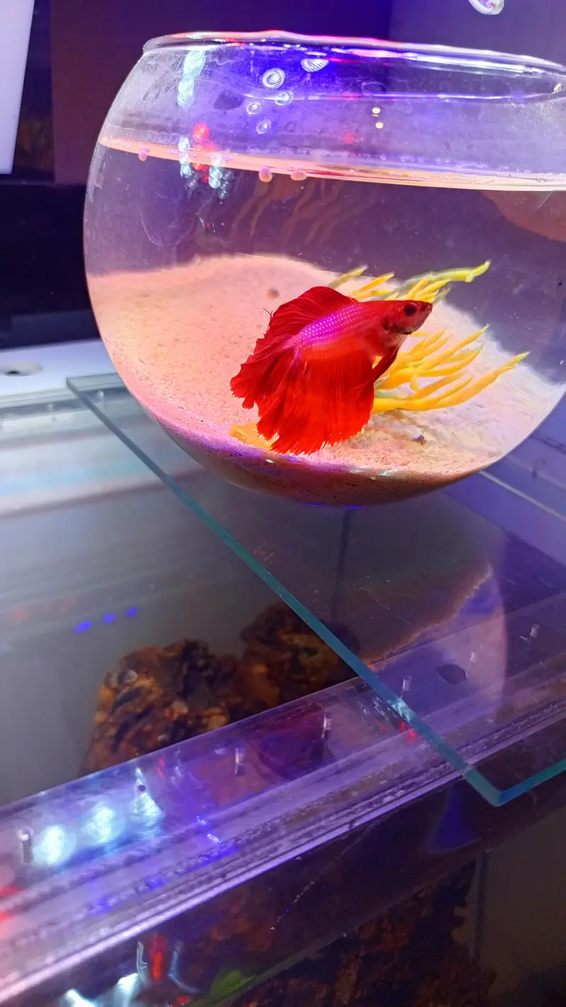 molly, guppy,Betts,shark,phirana — photo 2