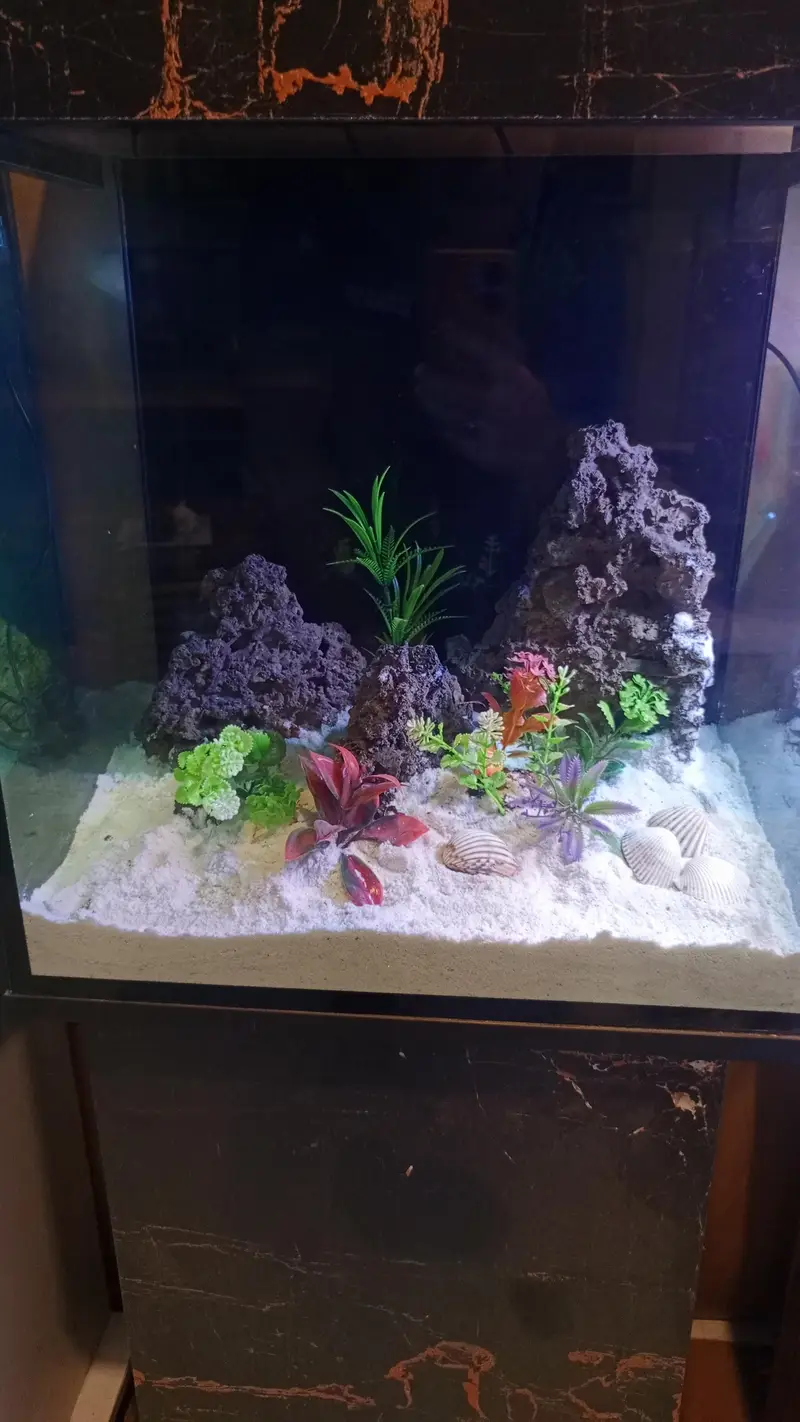 molly, guppy,Betts,shark,phirana — photo 4