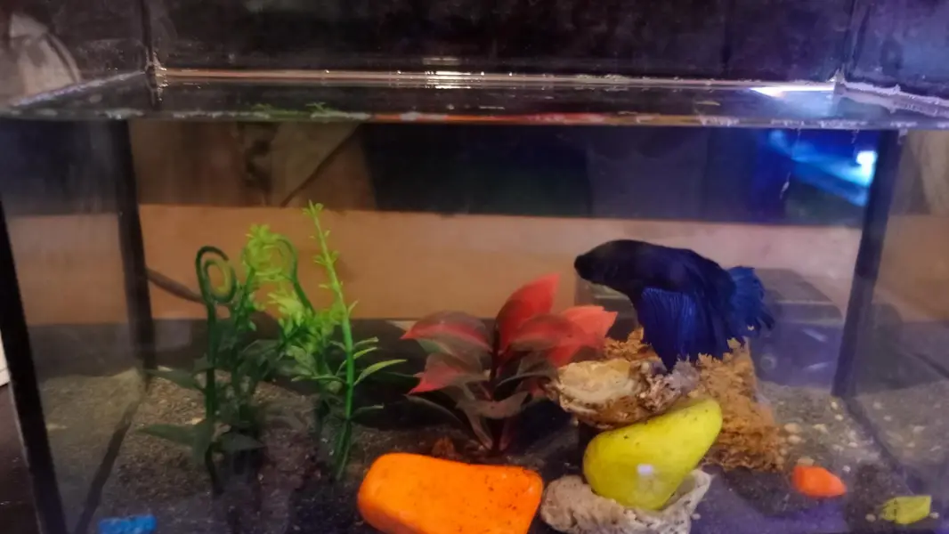 molly, guppy,Betts,shark,phirana — photo 5