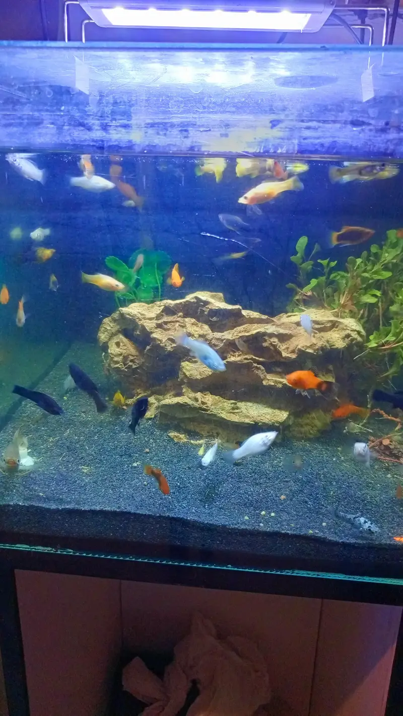 molly, guppy,Betts,shark,phirana — photo 6