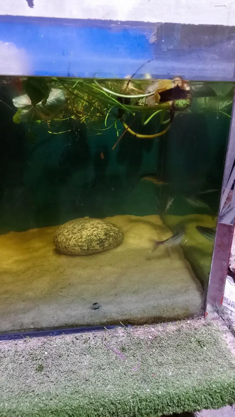 molly, guppy,Betts,shark,phirana — photo 8