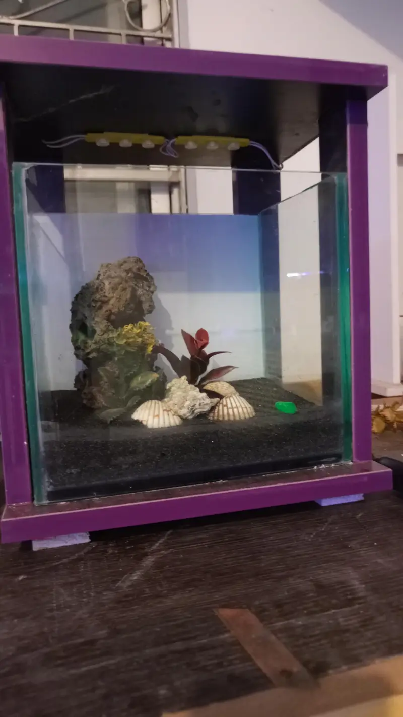 molly, guppy,Betts,shark,phirana — photo 9