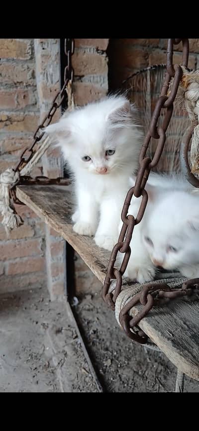 Persian cat
