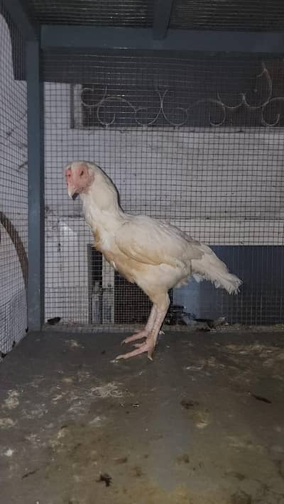 Female Nice Quality