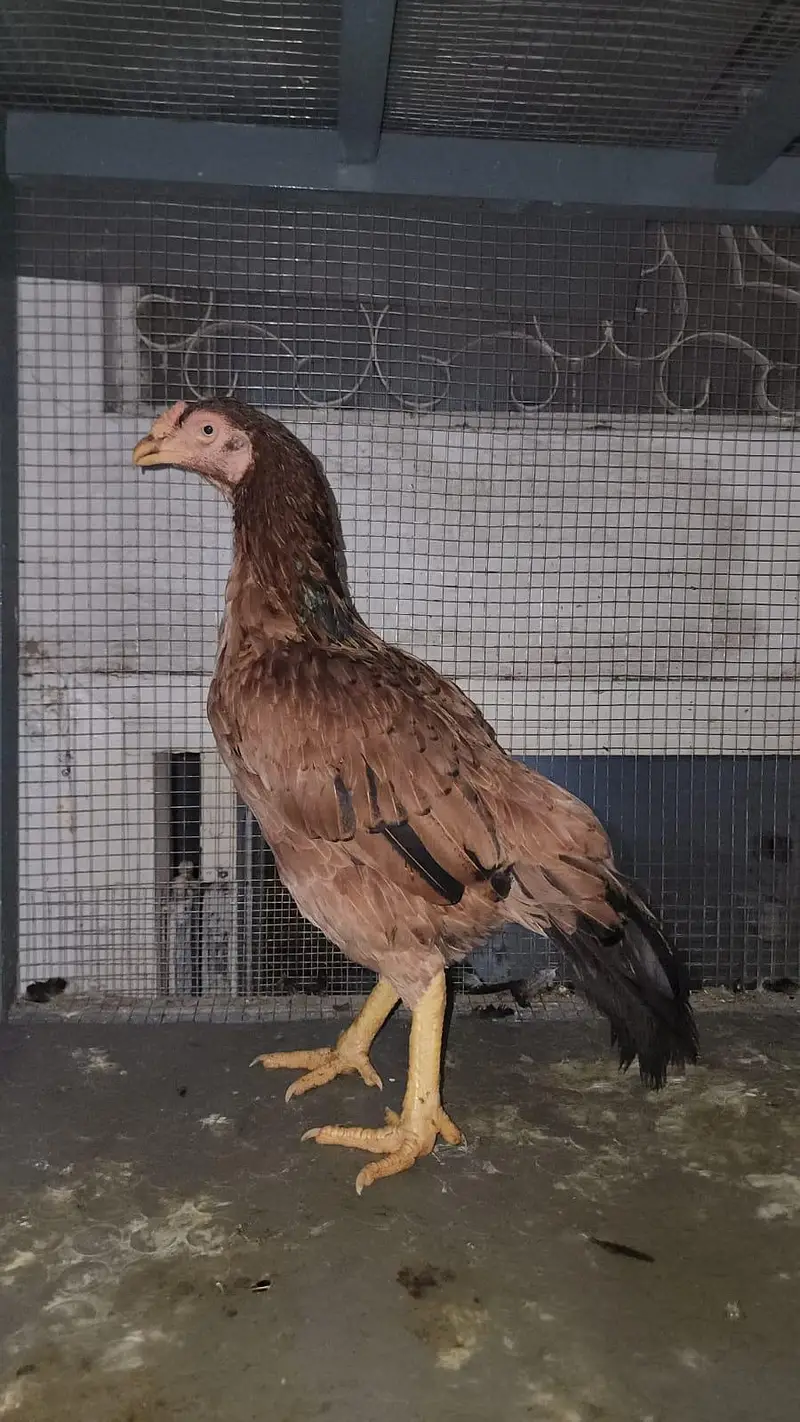 Male Female Nice Quality — photo 3