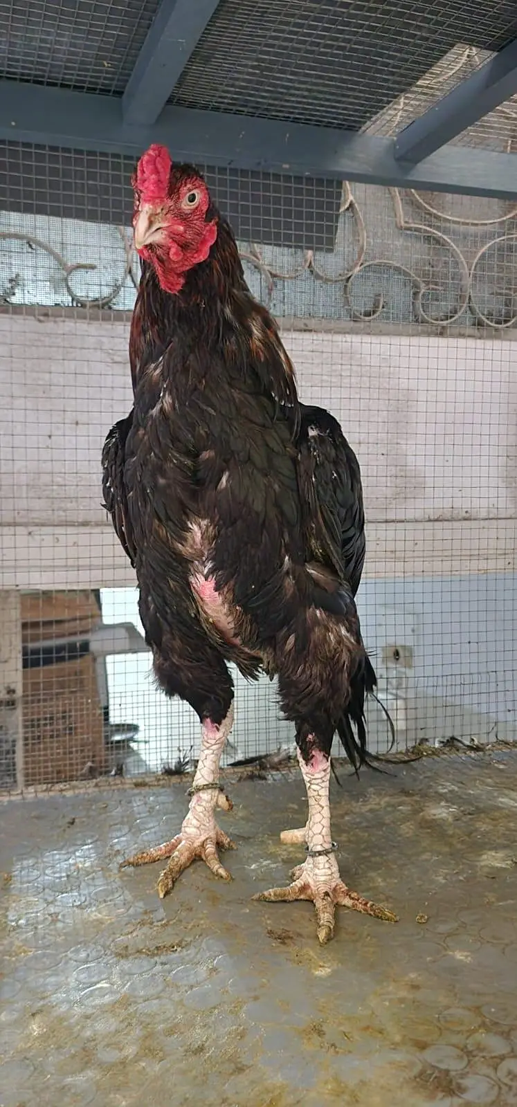 Male Female Nice Quality — photo 4