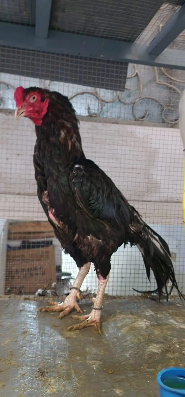 Male Female Nice Quality — photo 5