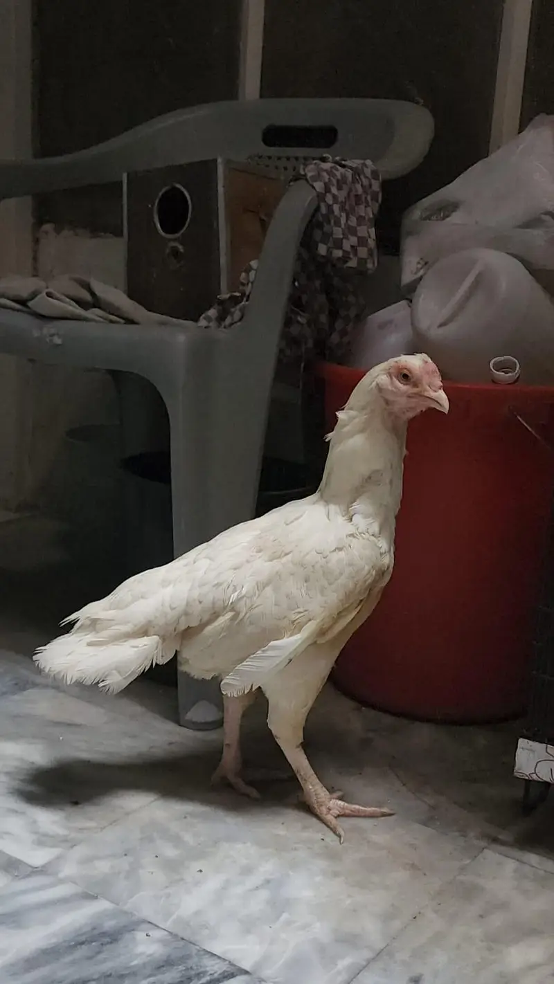 Male Female Nice Quality — photo 10