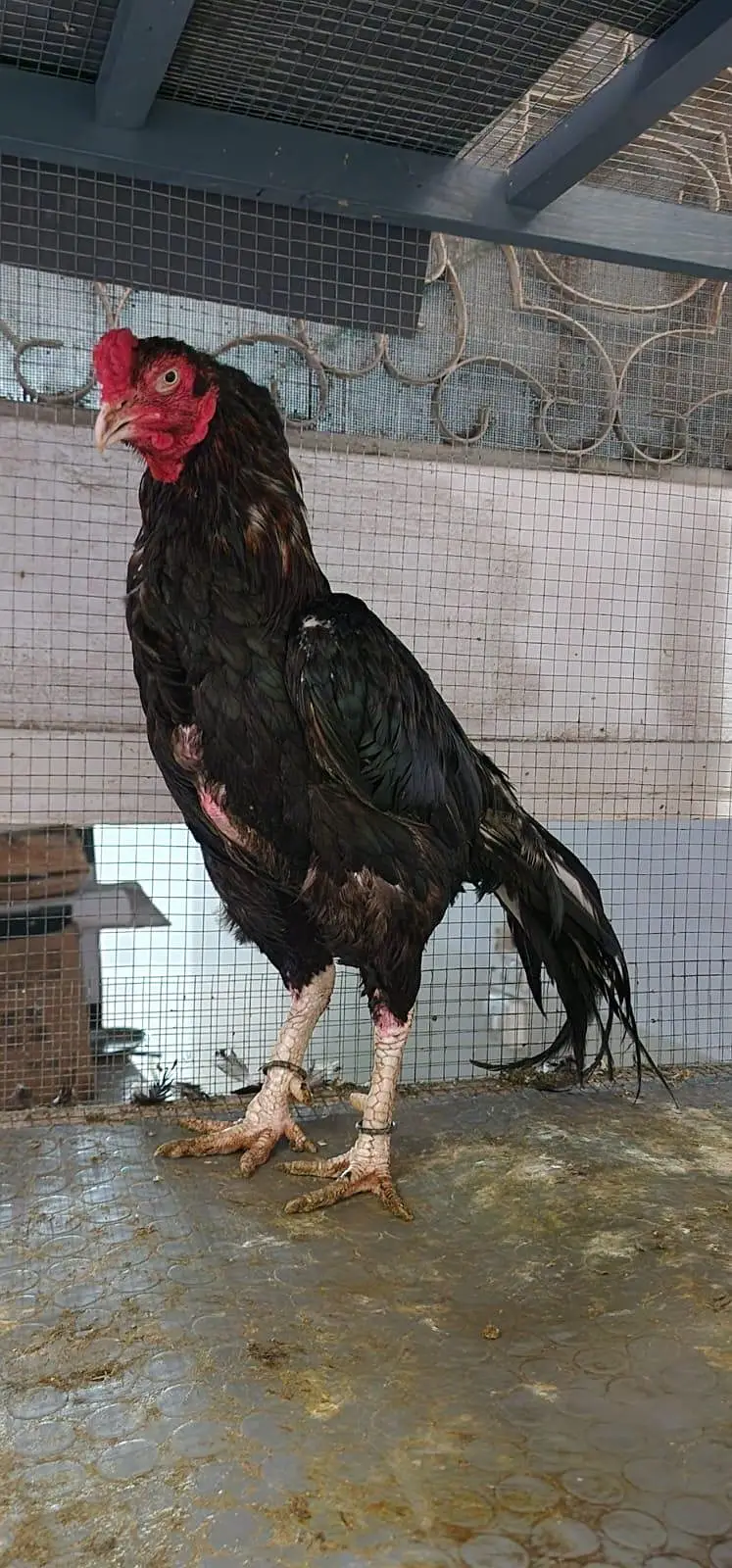 Male Female Nice Quality — photo 11