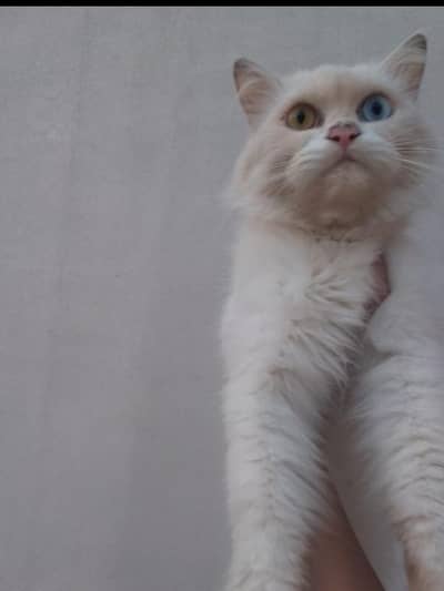 malel cat for sale