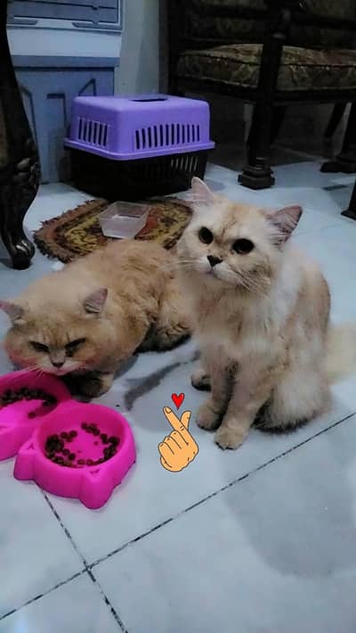 pair up for sale
