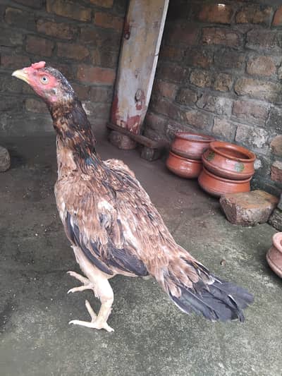 High quality aseel lakhi kili taji madii for sale 03125493963 WhatsApp