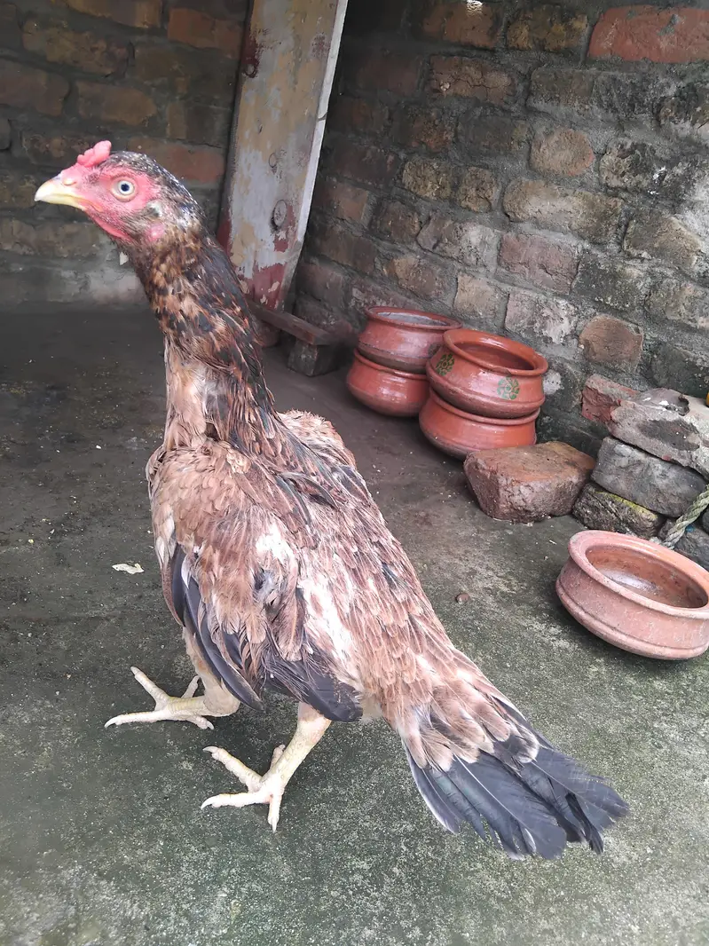 High quality aseel lakhi kili taji madii for sale 03125493963 WhatsApp — photo 2