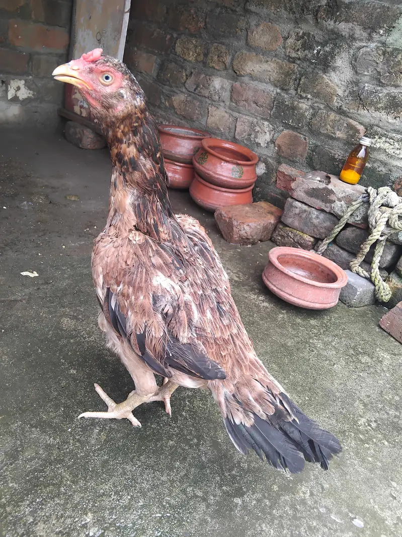 High quality aseel lakhi kili taji madii for sale 03125493963 WhatsApp — photo 3