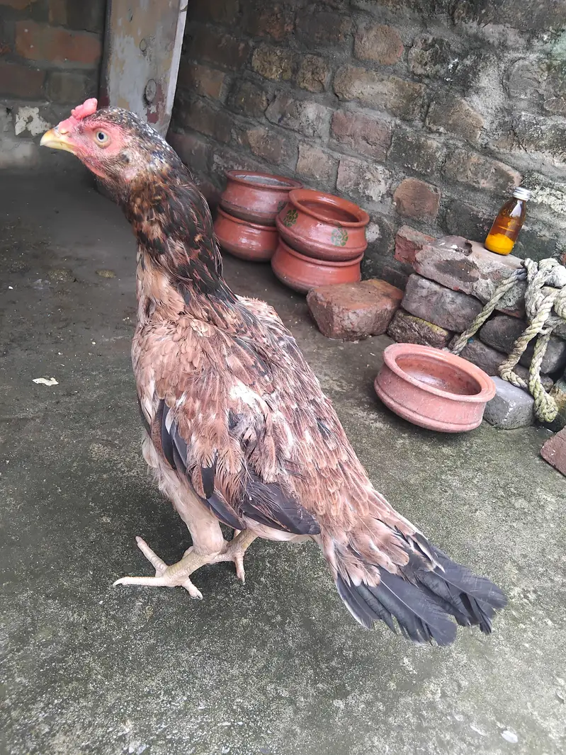 High quality aseel lakhi kili taji madii for sale 03125493963 WhatsApp — photo 4