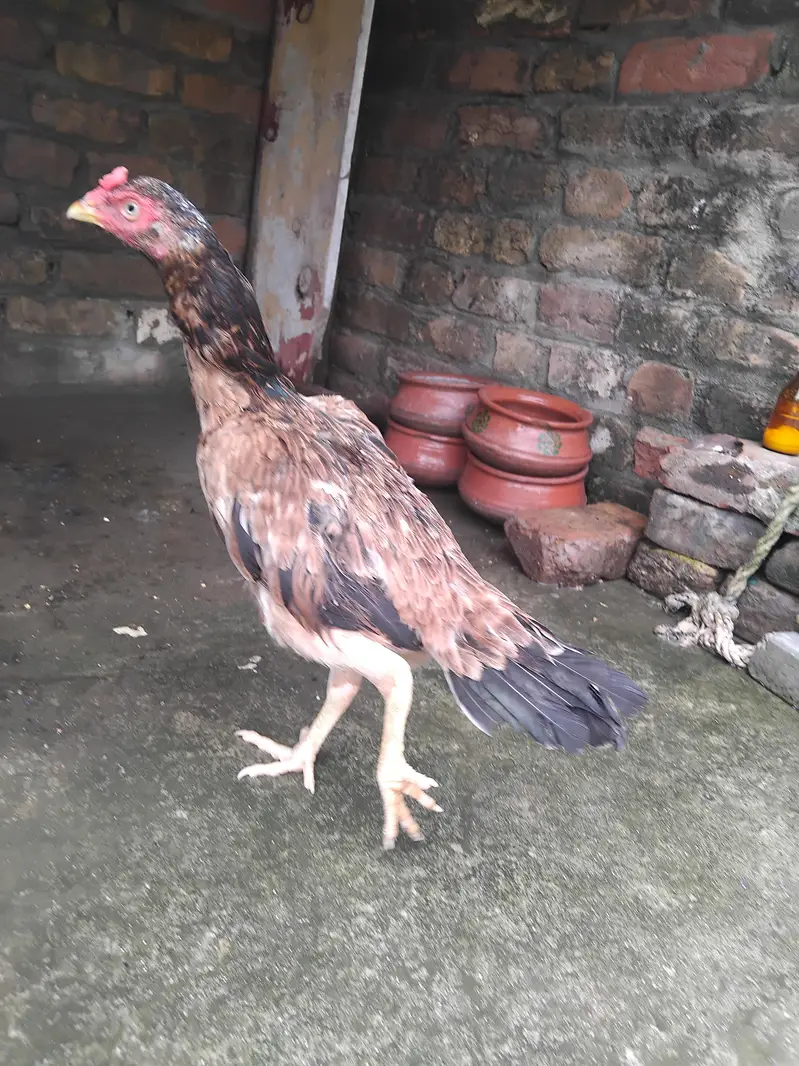 High quality aseel lakhi kili taji madii for sale 03125493963 WhatsApp — photo 5
